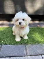 Maltese boy , a male Maltese for sale in Ludlow, MA – 1 of 4