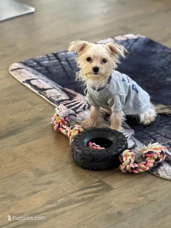 Max – Maltese, Yorkshire Terrier puppy for sale in Ludlow, MA