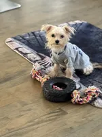 Max, a male Maltese and Yorkshire Terrier for sale in Ludlow, MA – 1 of 7
