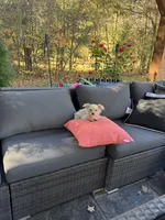 Tiny Max. 3 lb, a male Maltese and Yorkshire Terrier for sale in Ludlow, MA – 2 of 4