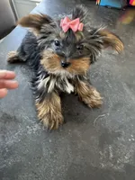 Sophie, a female Yorkshire Terrier for sale in Ludlow, MA – Photo 2 of 2