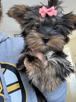 Sophie, a female Yorkshire Terrier for sale in Ludlow, MA – Photo 1 of 2