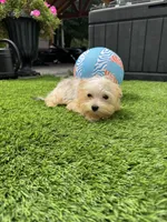 Maxx, a male Maltese and Yorkshire Terrier for sale in Ludlow, MA – 3 of 3