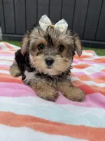 Chloe, a female Yorkshire Terrier for sale in Ludlow, MA – 3 of 4