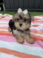 Chloe, a female Yorkshire Terrier for sale in Ludlow, MA – 4 of 4