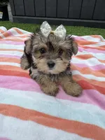 Chloe, a female Yorkshire Terrier for sale in Ludlow, MA – 1 of 4