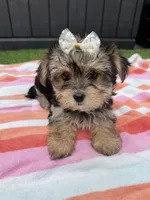 Chloe, a female Yorkshire Terrier for sale in Ludlow, MA – 2 of 4