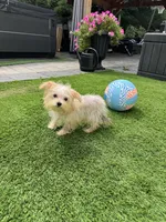 Maxx, a male Maltese and Yorkshire Terrier for sale in Ludlow, MA – 2 of 3