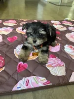 Yellow boy , a male Yorkshire Terrier for sale in Ludlow, MA – 3 of 3