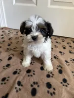 Boy 2, a male Yorkshire Terrier for sale in Ludlow, MA – Photo 3 of 3