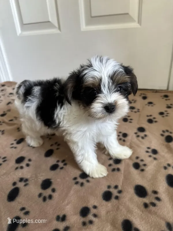 Boy 2 – Yorkshire Terrier puppy for sale in Ludlow, MA