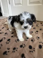 Boy 2, a male Yorkshire Terrier for sale in Ludlow, MA – Photo 2 of 3