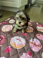 Green boy, a male Yorkshire Terrier for sale in Ludlow, MA – 2 of 3