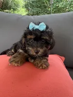 Holly, a female Yorkipoo and Yorkshire Terrier for sale in Ludlow, MA – 2 of 4
