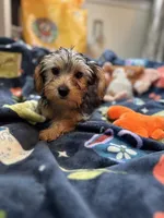 Twix, a male Yorkshire Terrier for sale in Ludlow, MA – 5 of 5