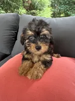 Luie , a male Yorkshire Terrier and Poodle - Toy  for sale in Ludlow, MA – 2 of 3