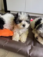 Boy 1, a male Maltese and Yorkshire Terrier for sale in Ludlow, MA – 2 of 3