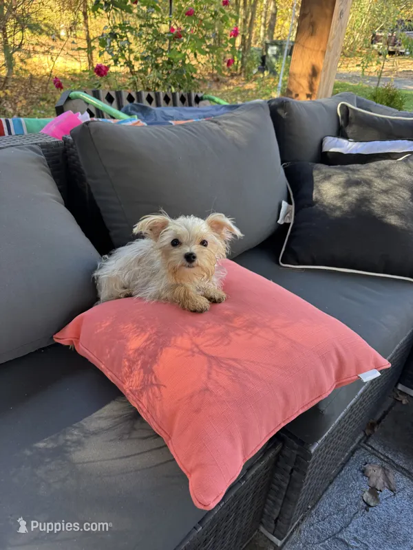 Tiny Max. 3 lb – Maltese, Yorkshire Terrier puppy for sale in Ludlow, MA