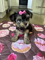 Pink girl, a female Yorkshire Terrier for sale in Ludlow, MA – 3 of 3