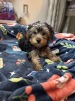 Royce , a male Yorkshire Terrier for sale in Ludlow, MA – 3 of 4