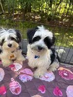 Blue , a male Maltese and Yorkshire Terrier for sale in Ludlow, MA – 3 of 5
