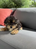 Snoopy, a male Yorkshire Terrier for sale in Ludlow, MA – 2 of 3