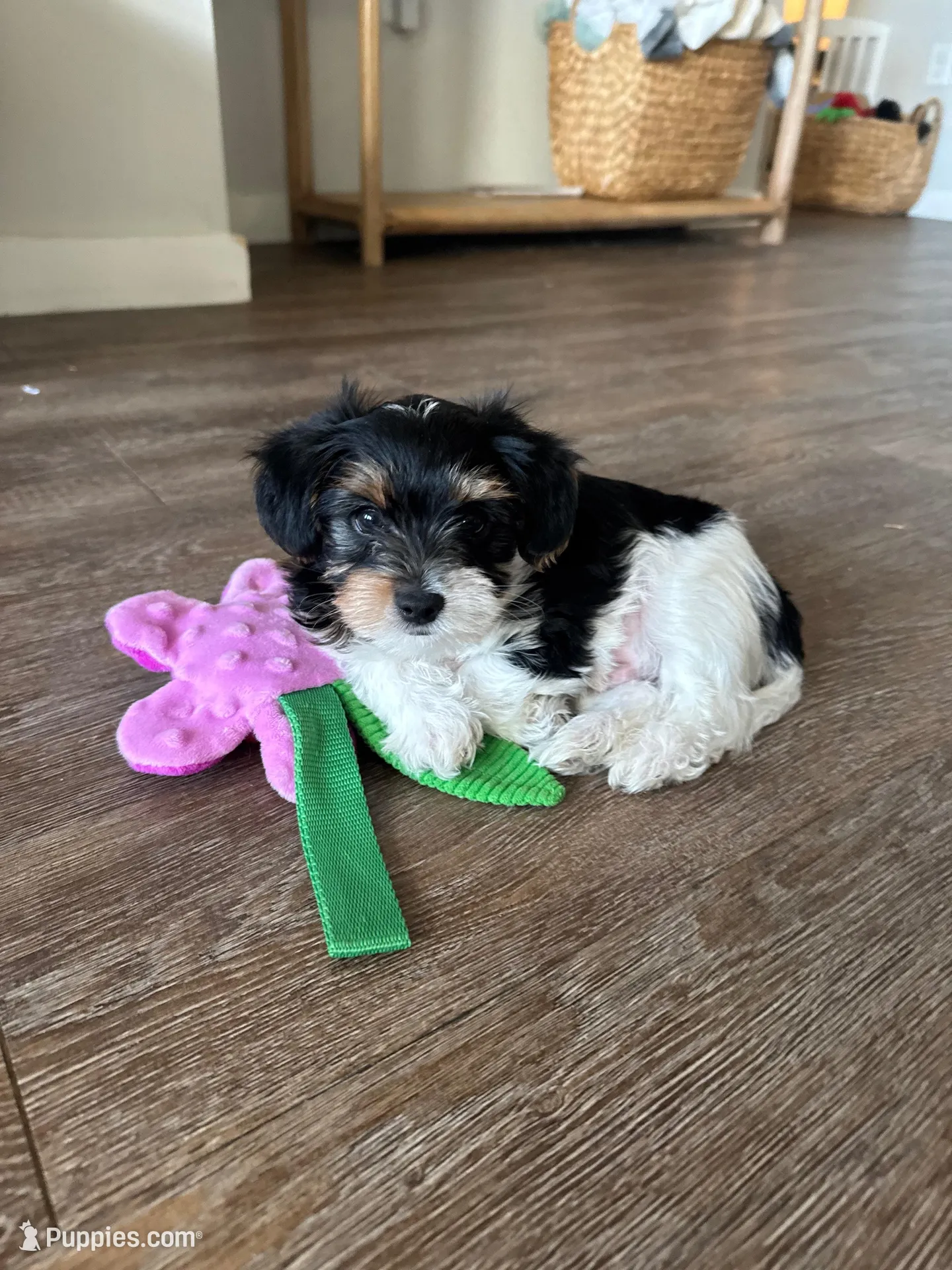 Pickle, a male Yorkshire Terrier for sale in Nashville, TN – Photo 1 of 4