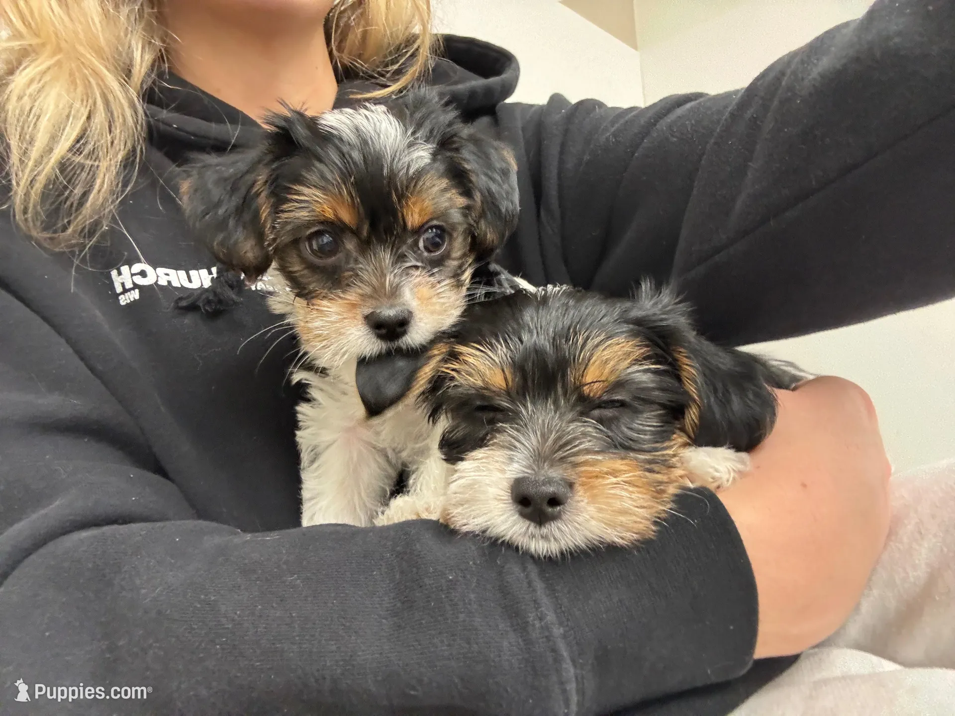 Daisy, a female Yorkshire Terrier for sale in Nashville, TN – Photo 5 of 7