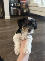 Daisy, a female Yorkshire Terrier for sale in Nashville, TN – Photo 2 of 7