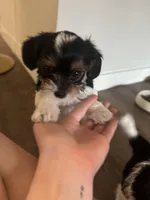 Daisy, a female Yorkshire Terrier for sale in Nashville, TN – Photo 6 of 7