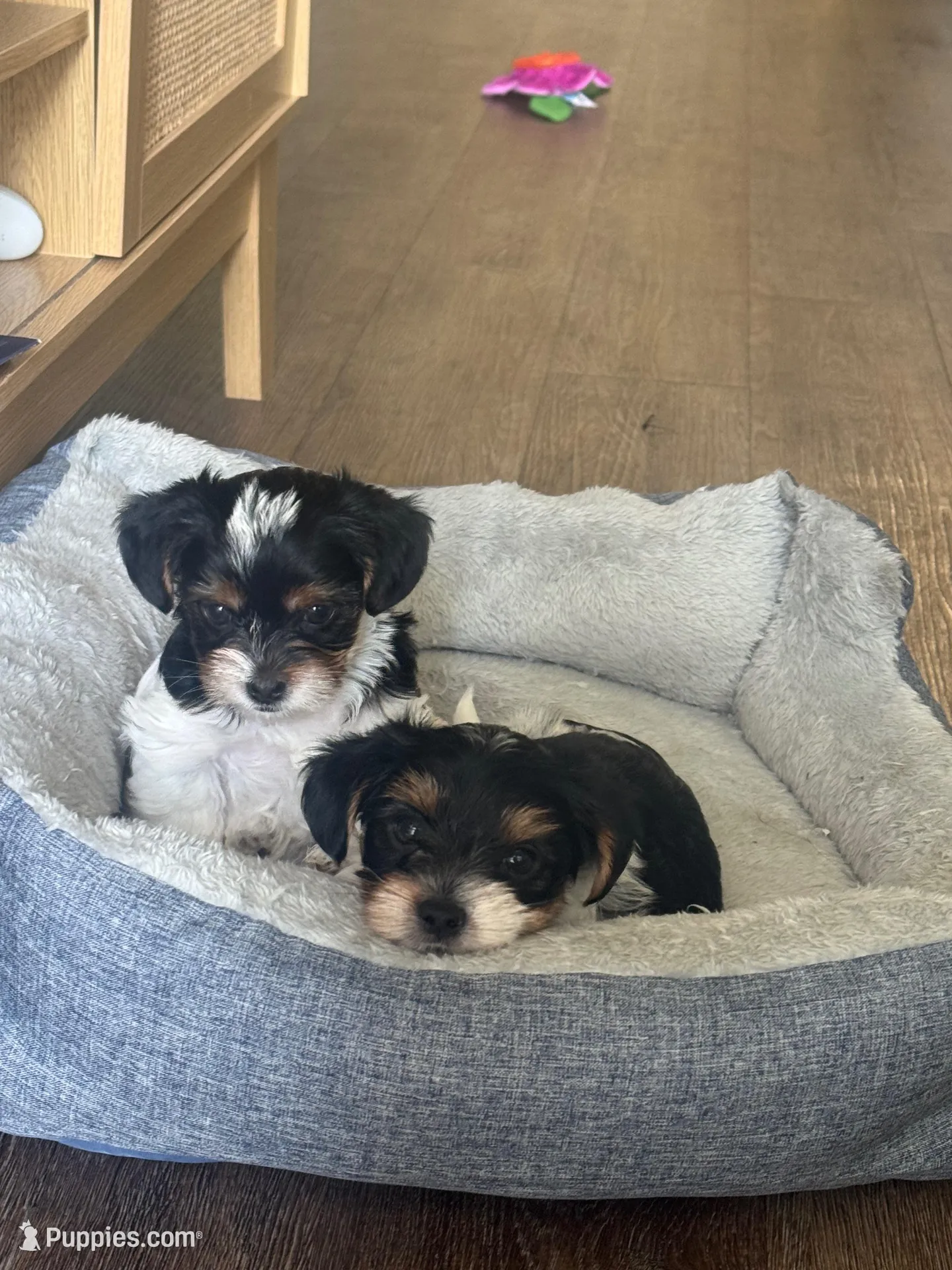 Daisy, a female Yorkshire Terrier for sale in Nashville, TN – Photo 3 of 7