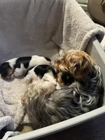 Pickle, a male Yorkshire Terrier for sale in Nashville, TN – Photo 3 of 4