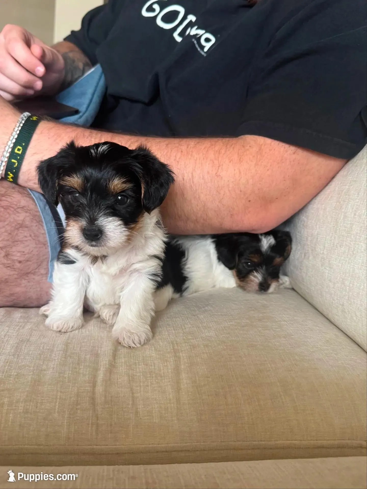 Pickle, a male Yorkshire Terrier for sale in Nashville, TN – Photo 2 of 4