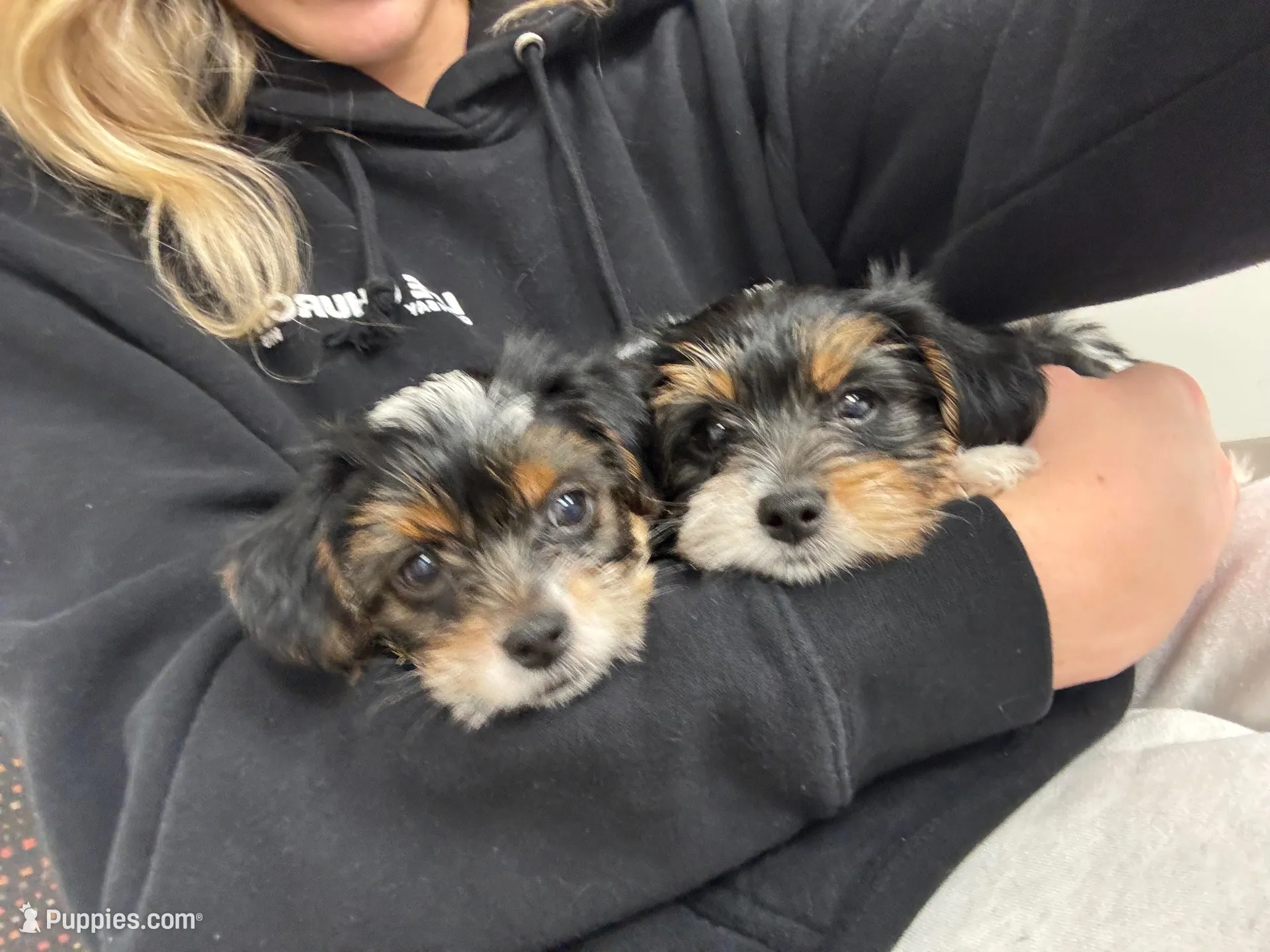 Pickle, a male Yorkshire Terrier for sale in Nashville, TN – Photo 4 of 4