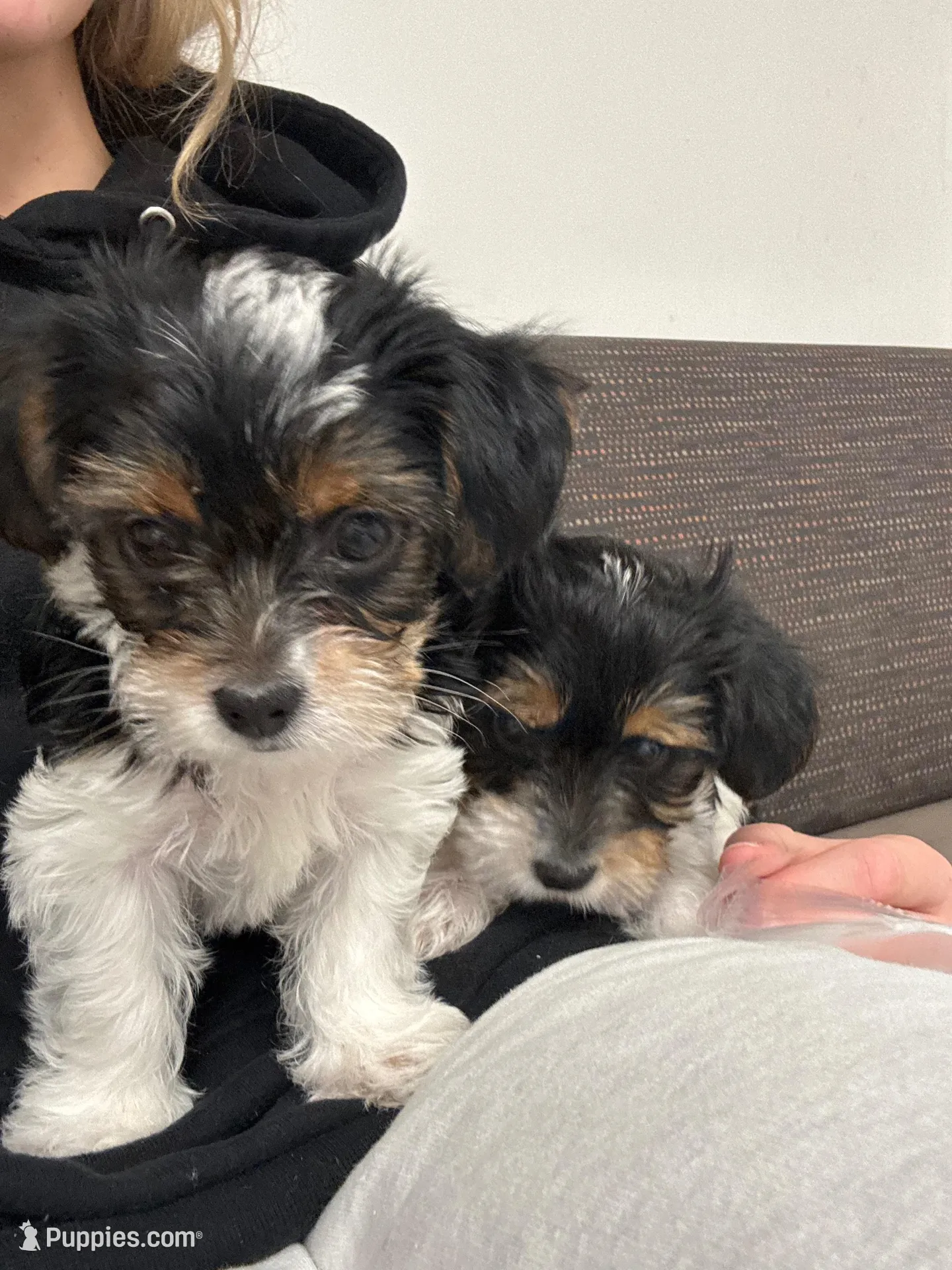 Daisy, a female Yorkshire Terrier for sale in Nashville, TN – Photo 4 of 7