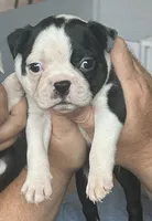 Rex, a male Boston Terrier for sale in Dresden Mills, ME – 3 of 4