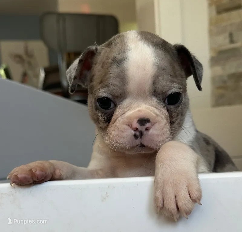 Taz – Boston Terrier puppy for sale in Dresden Mills, ME