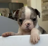 Taz, a male Boston Terrier for sale in Dresden Mills, ME – 1 of 5