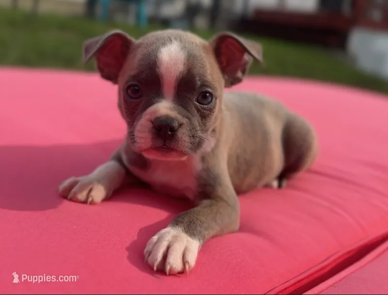 Daffy – Boston Terrier puppy for sale in Dresden Mills, ME