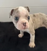 Speedy, a male Boston Terrier for sale in Dresden Mills, ME – 7 of 7