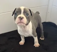 Penelope, a female Boston Terrier for sale in Dresden Mills, ME – 3 of 5
