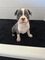 Penelope, a female Boston Terrier for sale in Dresden Mills, ME – 5 of 5