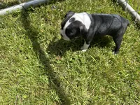 Bo Peep, a female Boston Terrier for sale in Dresden Mills, ME – 3 of 3