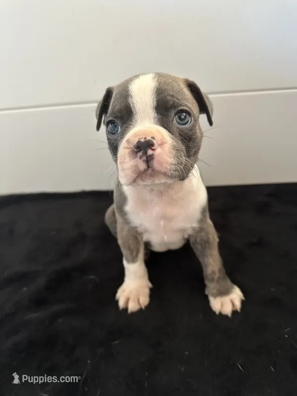 Marvin – Boston Terrier puppy for sale in Dresden Mills, ME