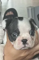 Buzz, a male Boston Terrier for sale in Dresden Mills, ME – 1 of 3