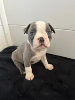 Bugs, a male Boston Terrier for sale in Dresden Mills, ME – 4 of 4