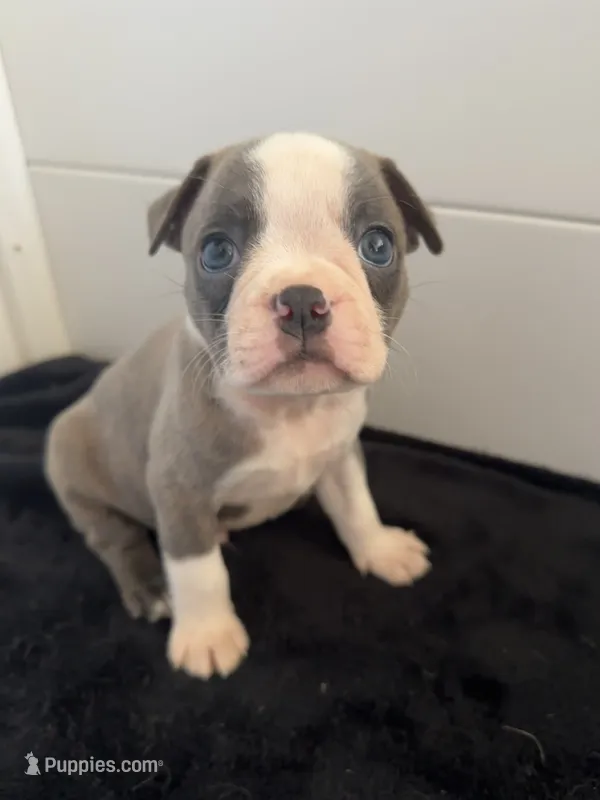 Bugs – Boston Terrier puppy for sale in Dresden Mills, ME