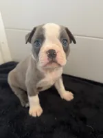 Bugs, a male Boston Terrier for sale in Dresden Mills, ME – 1 of 4