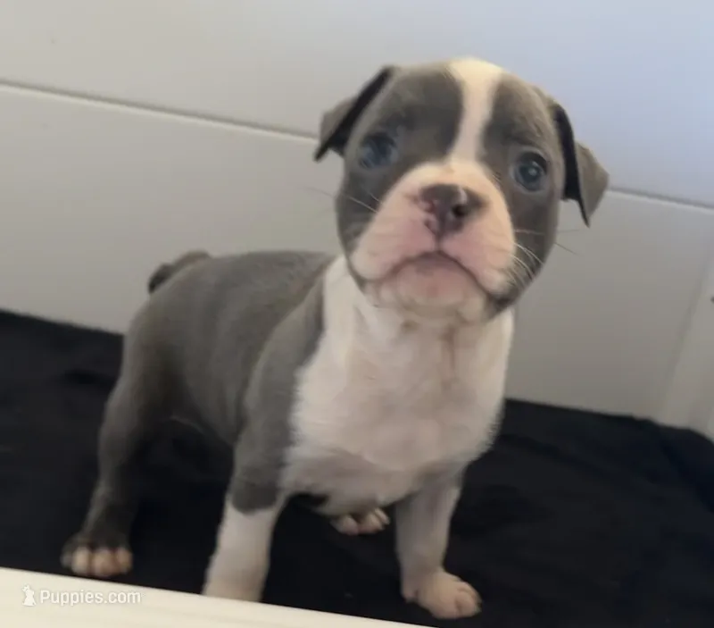 Penelope – Boston Terrier puppy for sale in Dresden Mills, ME