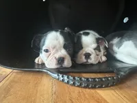 Rex, a male Boston Terrier for sale in Dresden Mills, ME – 2 of 4